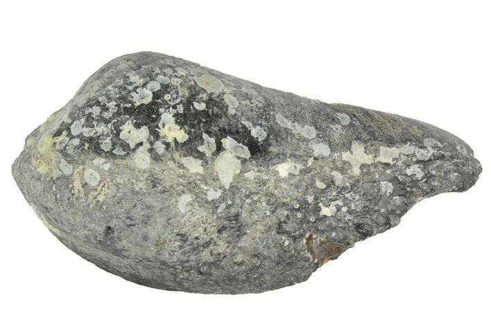 Fossil Whale Ear Bone - Miocene #177827